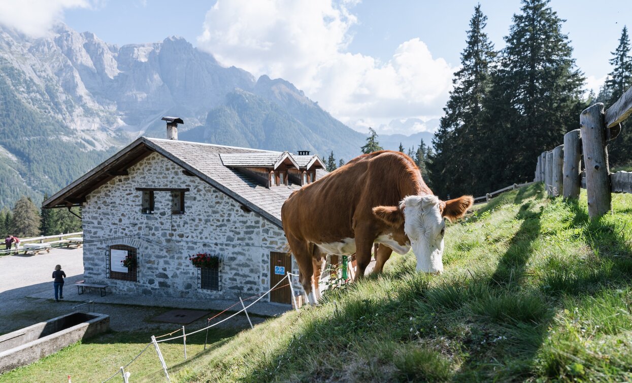 Malga Dimaro | © Giacomo Podetti, APT Valli di Sole, Peio e Rabbi