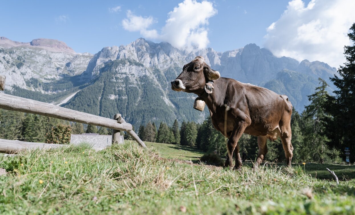 Malga Dimaro | © Giacomo Podetti, APT Valli di Sole, Peio e Rabbi
