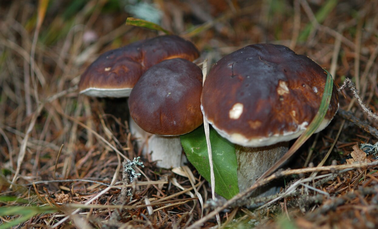 Raccolta Funghi in Val di Sole | © Archivio APT Val di Sole - Ph Tiziano Mochen