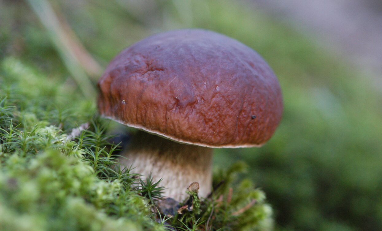 Raccolta Funghi in Val di Sole | © Archivio APT Val di Sole - Ph Tiziano Mochen